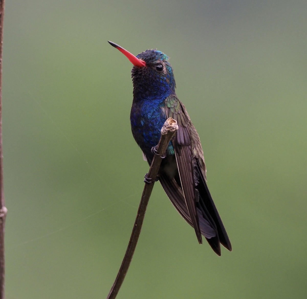 Turquoise-crowned Hummingbird - ML391935651