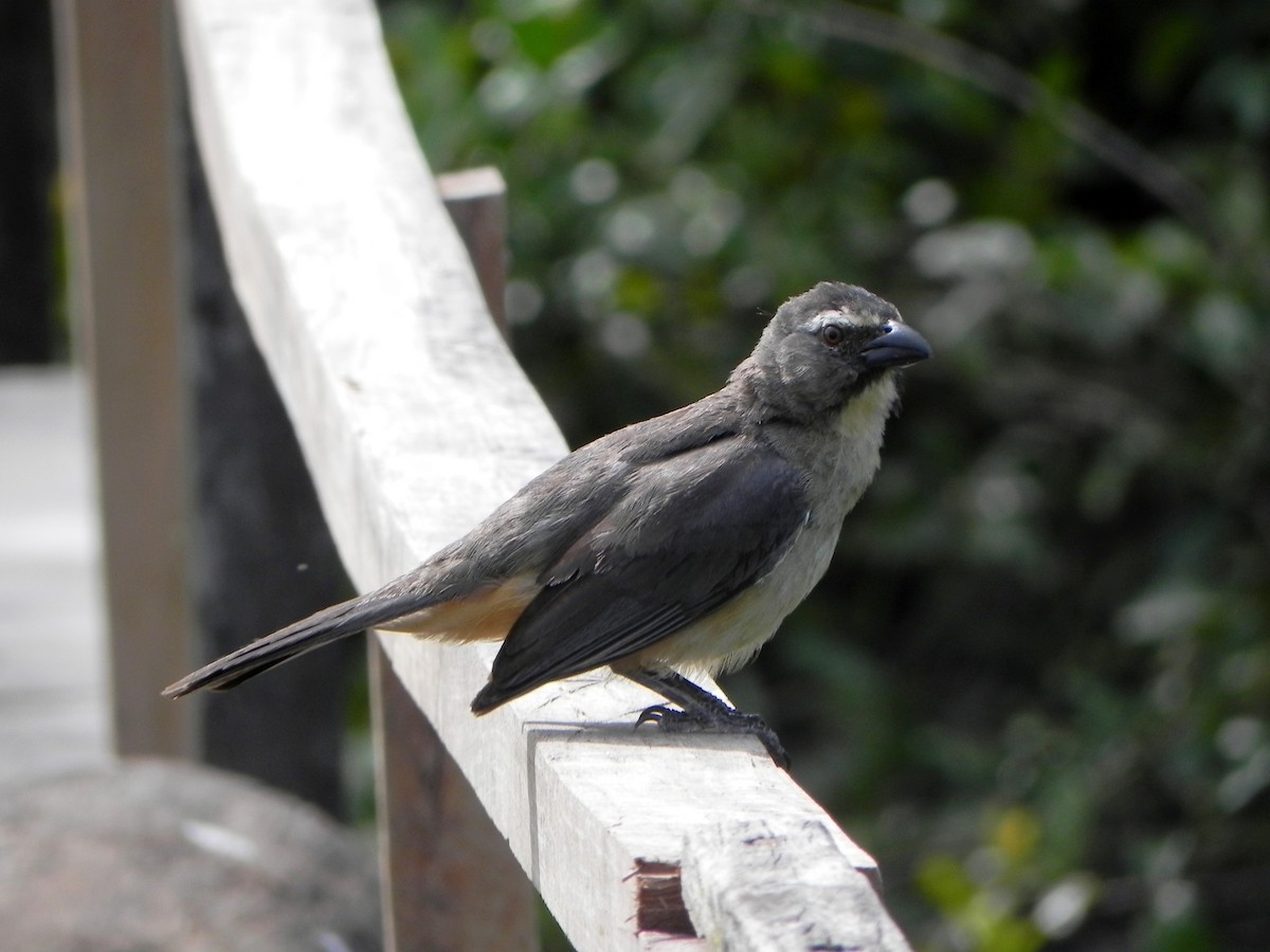 Bluish-gray Saltator - David Bree