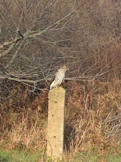 Cooper's Hawk - ML391936081