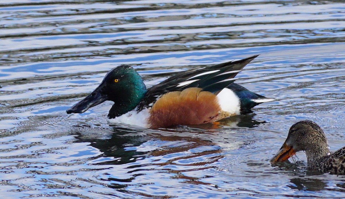 Northern Shoveler - Christopher DiPiazza