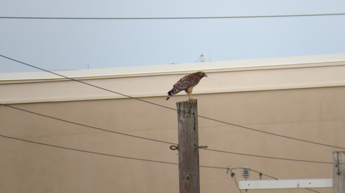 Red-shouldered Hawk - ML39193751