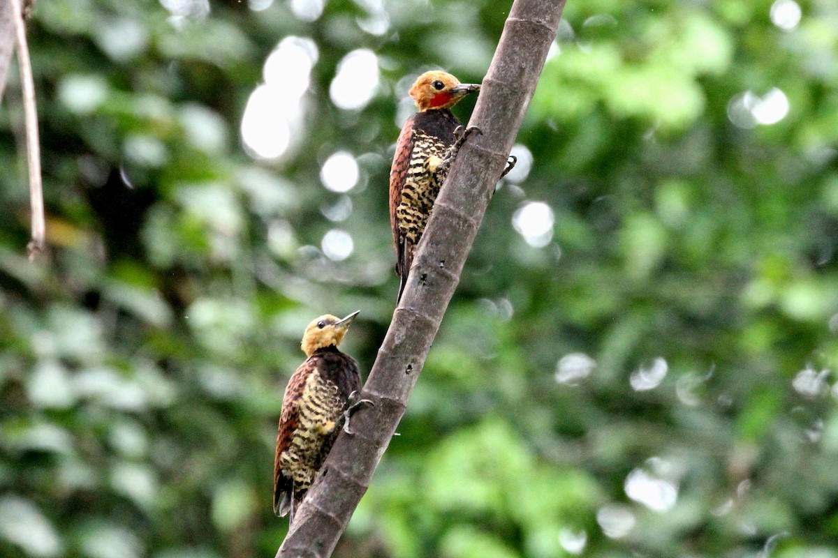 Ringed Woodpecker - ML391937581