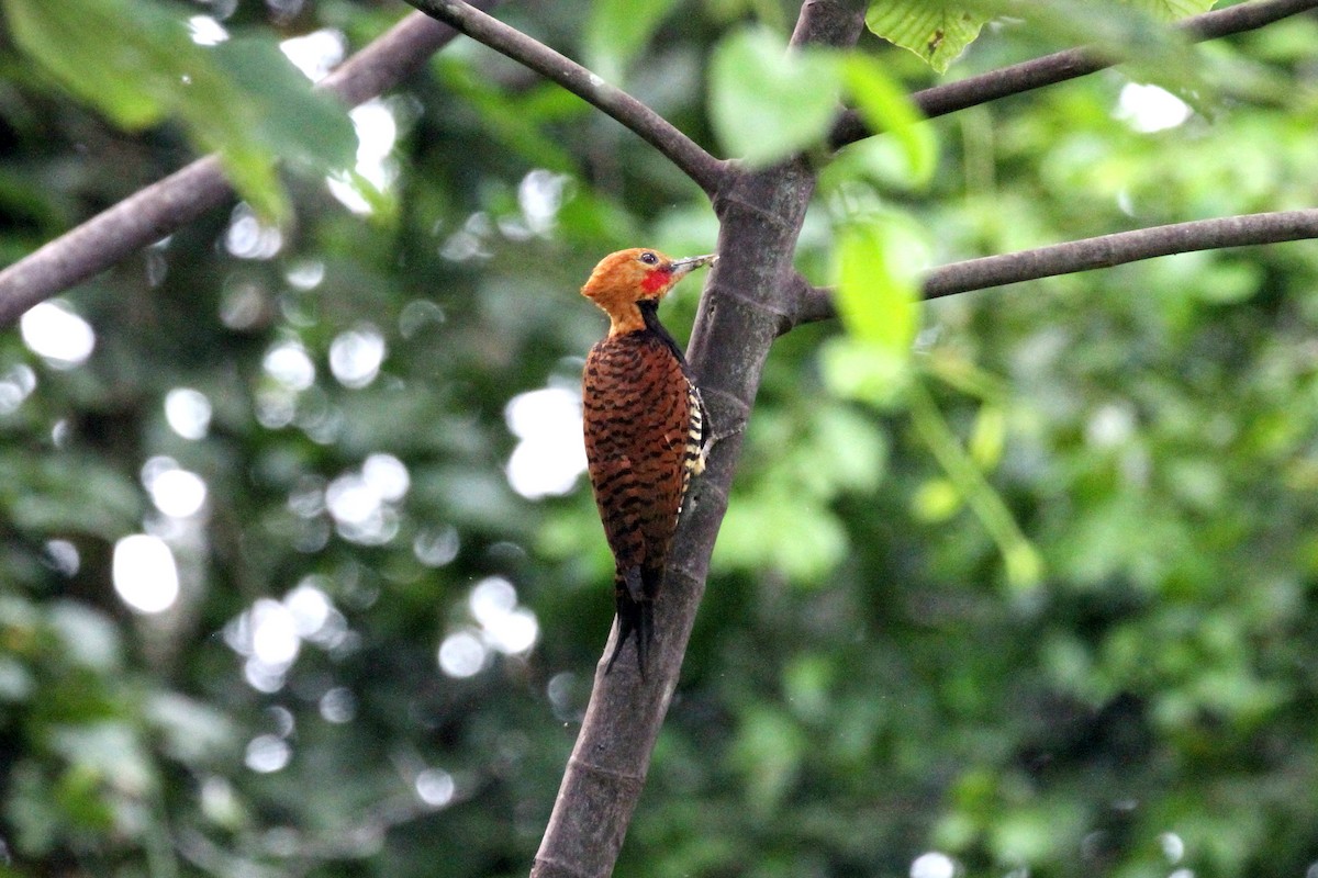 Ringed Woodpecker - ML391937591