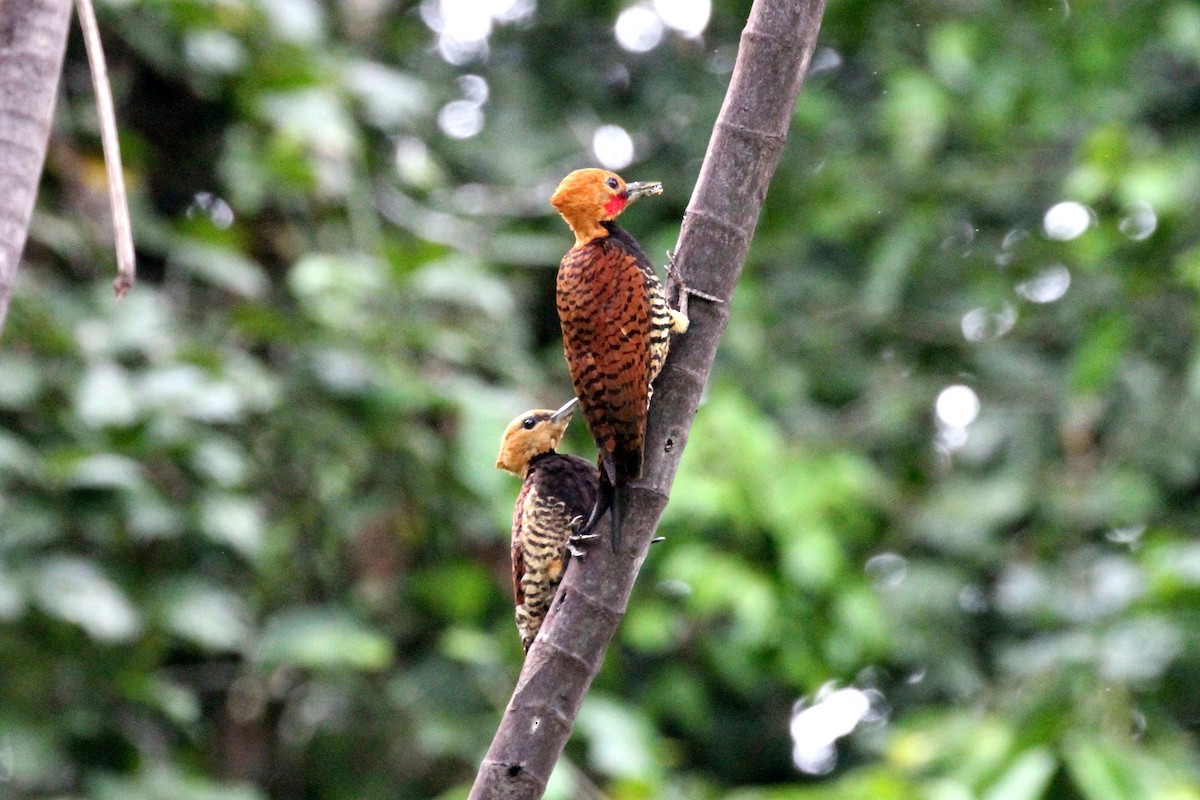 Ringed Woodpecker - ML391937611