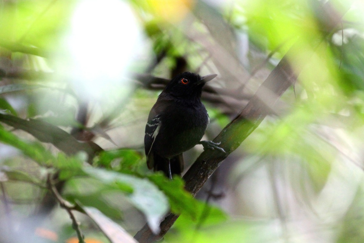 Black-tailed Antbird - Rainer Seifert