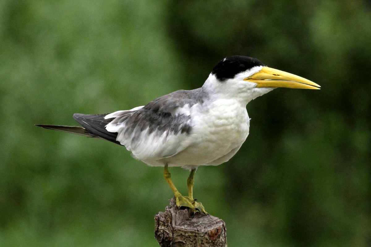 Large-billed Tern - ML391938811