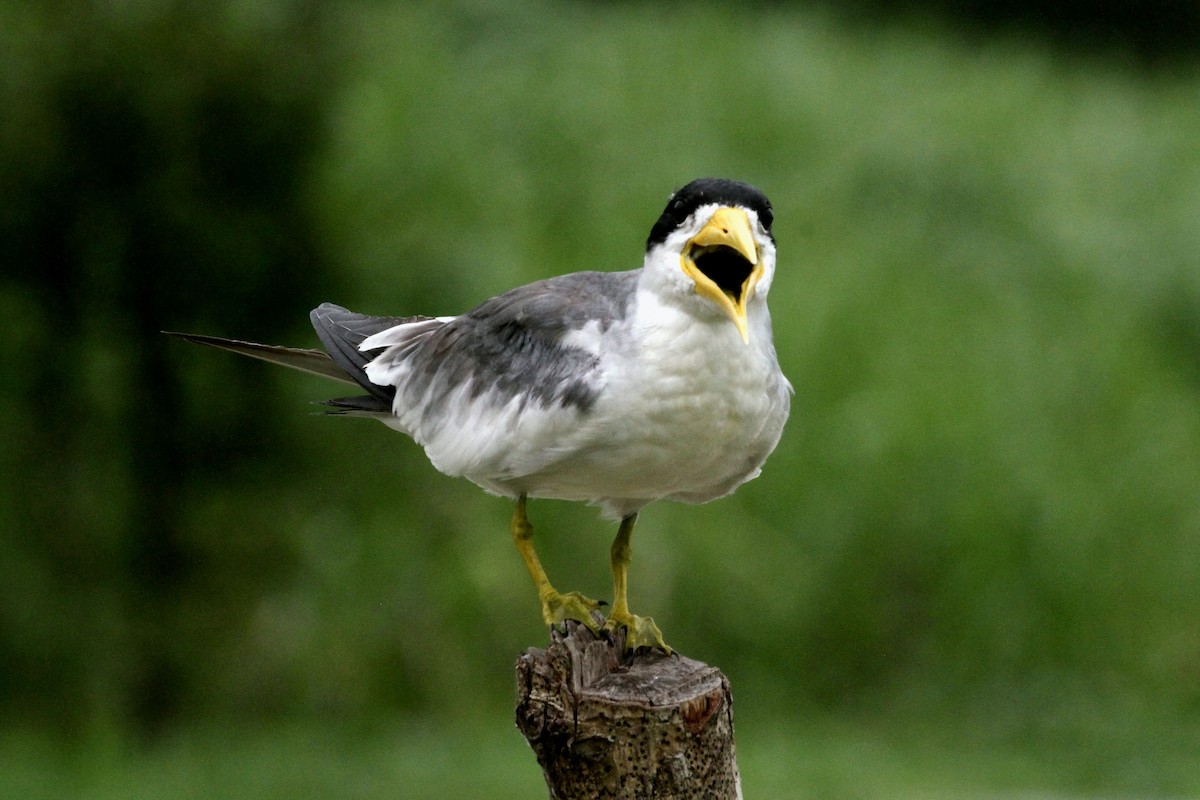 Large-billed Tern - ML391938841