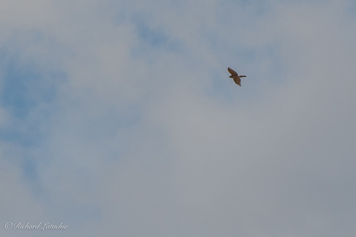 Cooper's Hawk - ML391941081