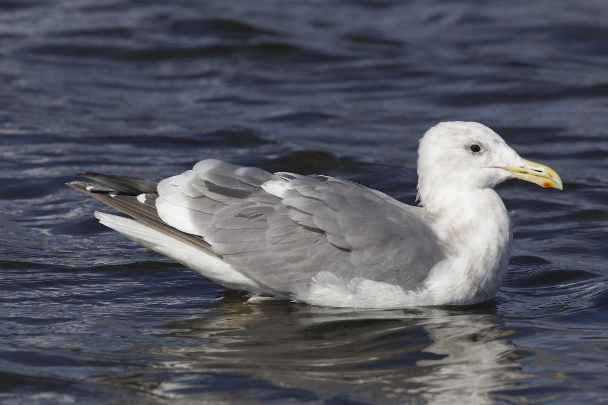 Glaucous-winged Gull - Jeffrey Moore