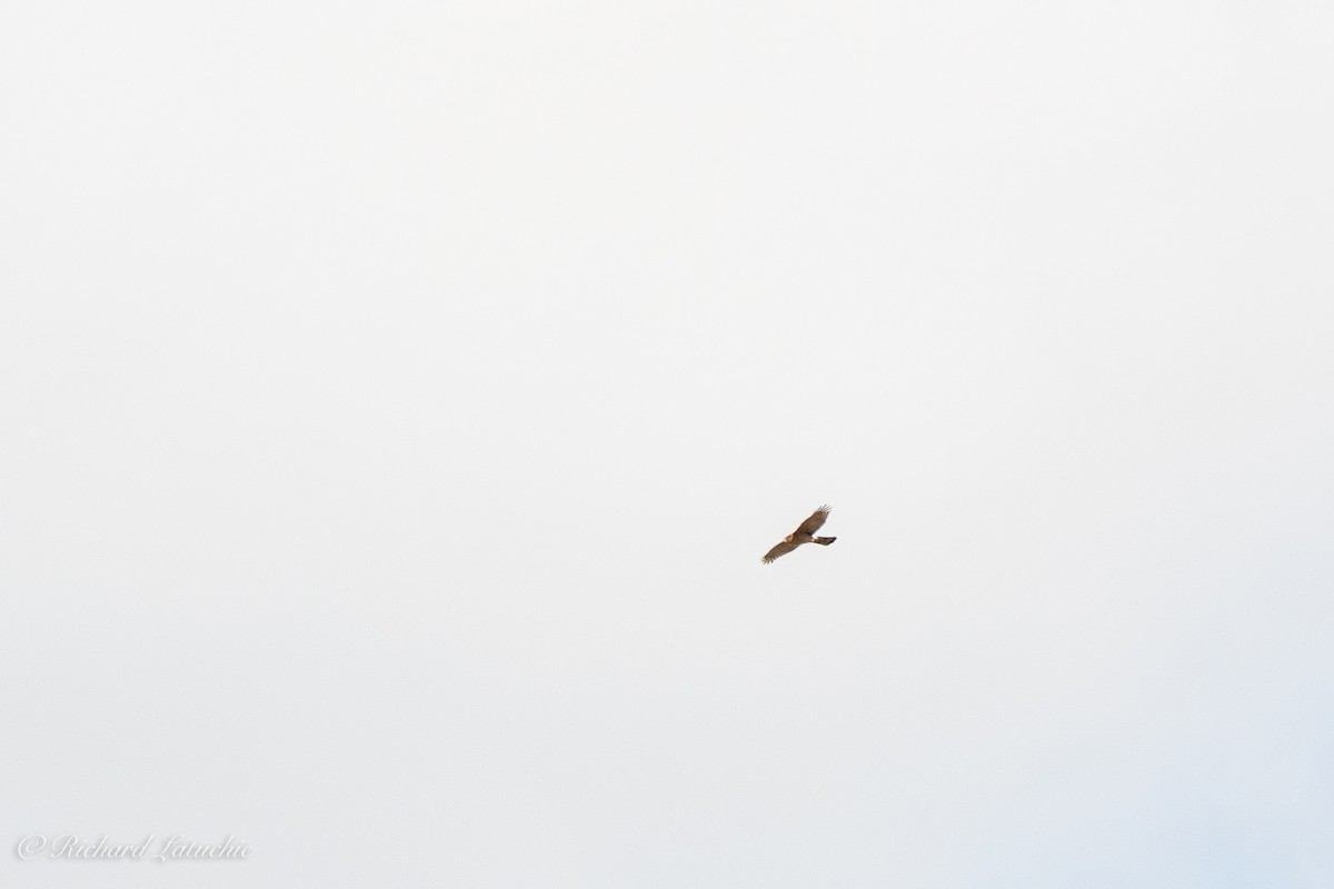 Cooper's Hawk - ML391941511