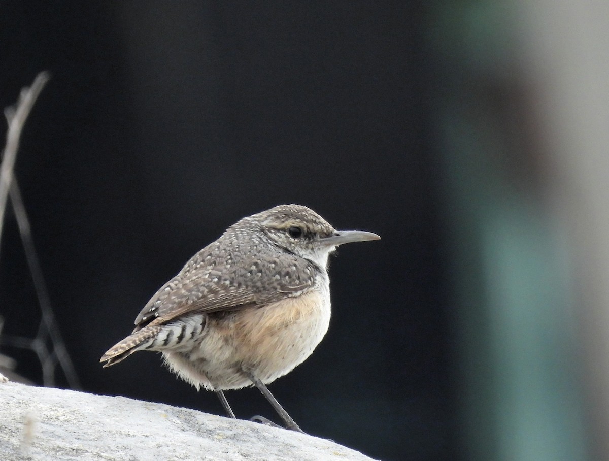 Rock Wren - Carlos Mancera (Tuxtla Birding Club)