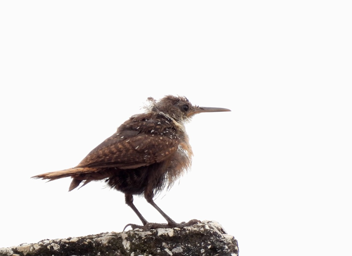 Canyon Wren - Carlos Mancera (Tuxtla Birding Club)