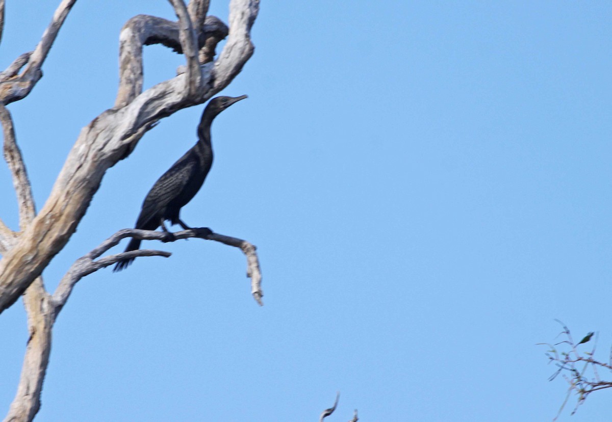 Little Black Cormorant - ML391943981