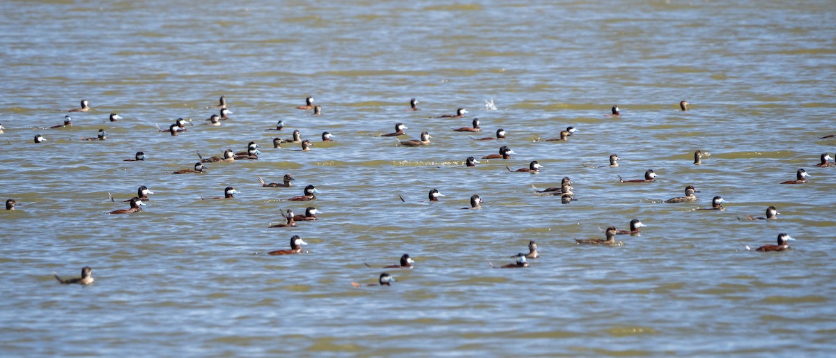 Ruddy Duck - ML391944461