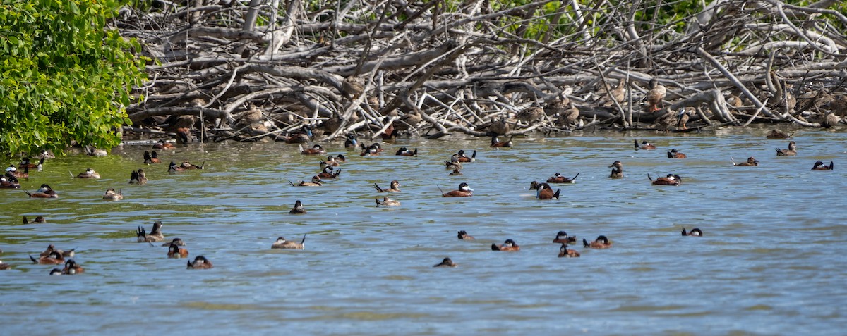 Ruddy Duck - ML391944471