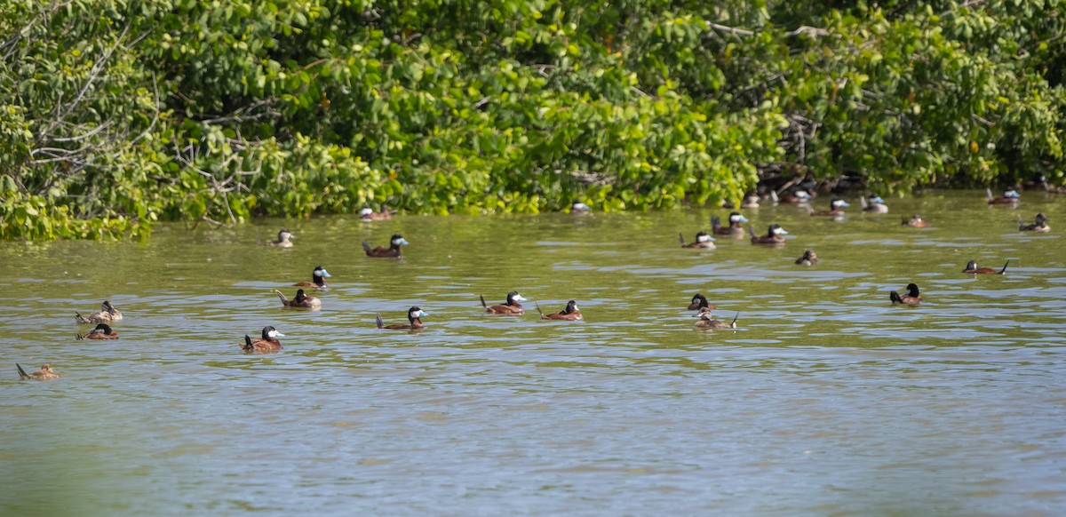 Ruddy Duck - ML391944481