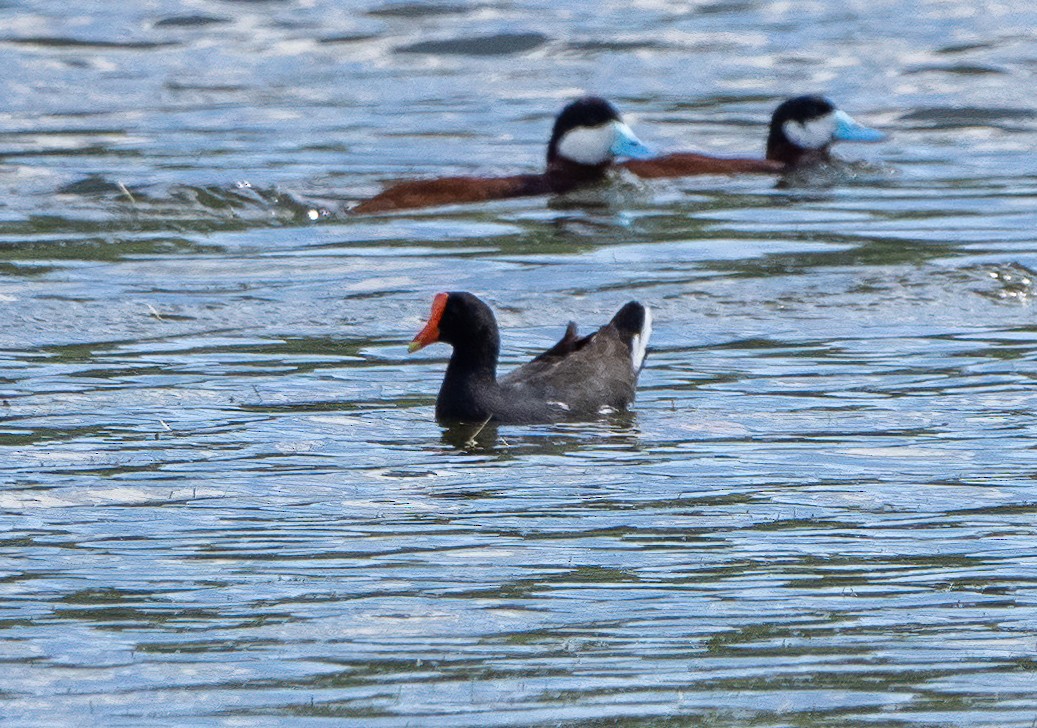 Common Gallinule - ML391944501