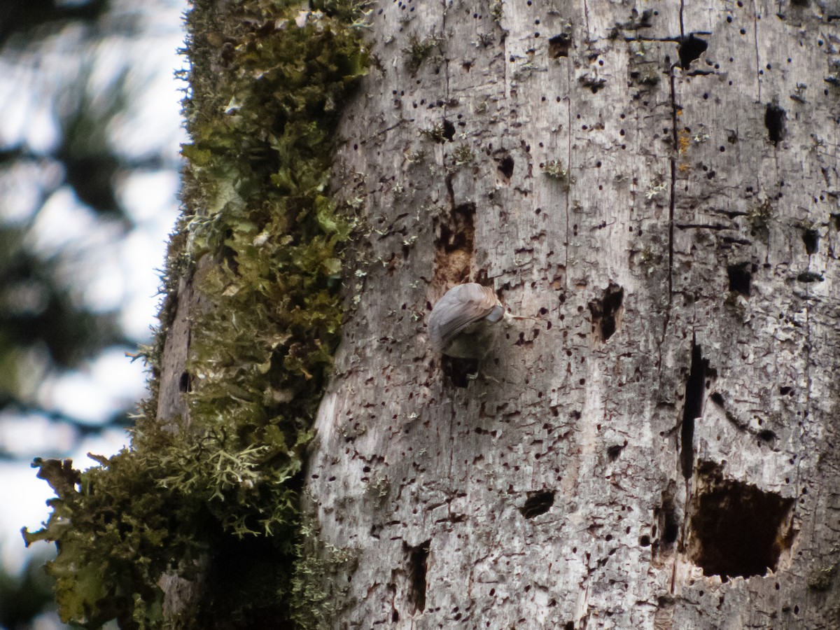 Corsican Nuthatch - ML391947131