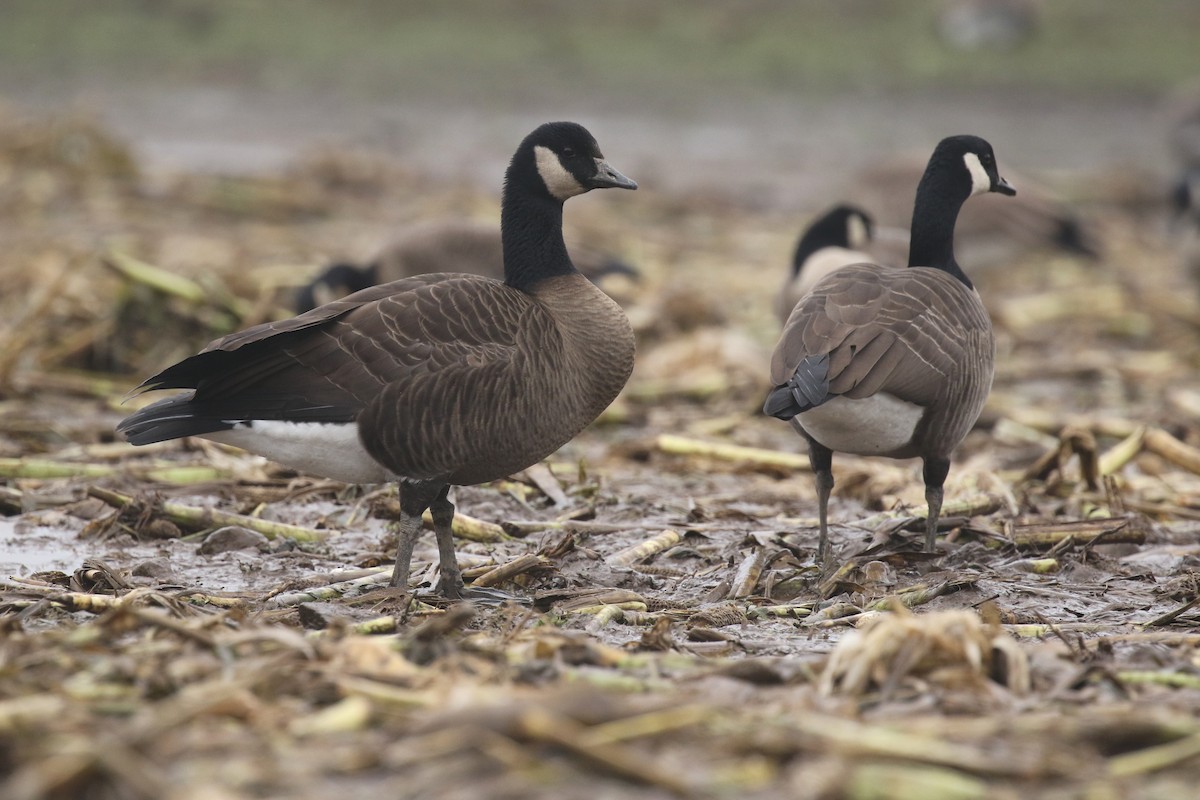 Canada Goose (occidentalis/fulva) - Liam Singh