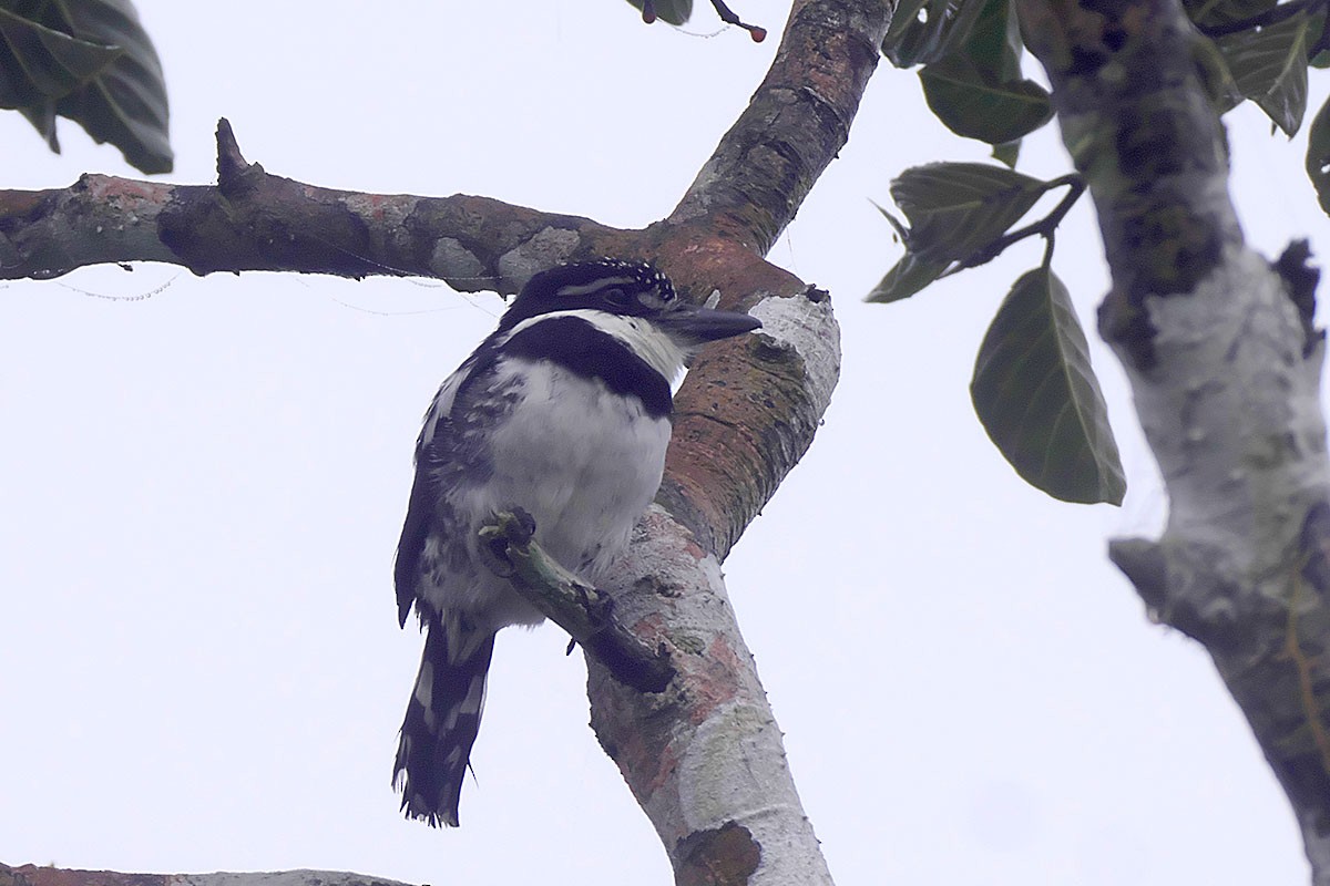 Pied Puffbird - ML391950471