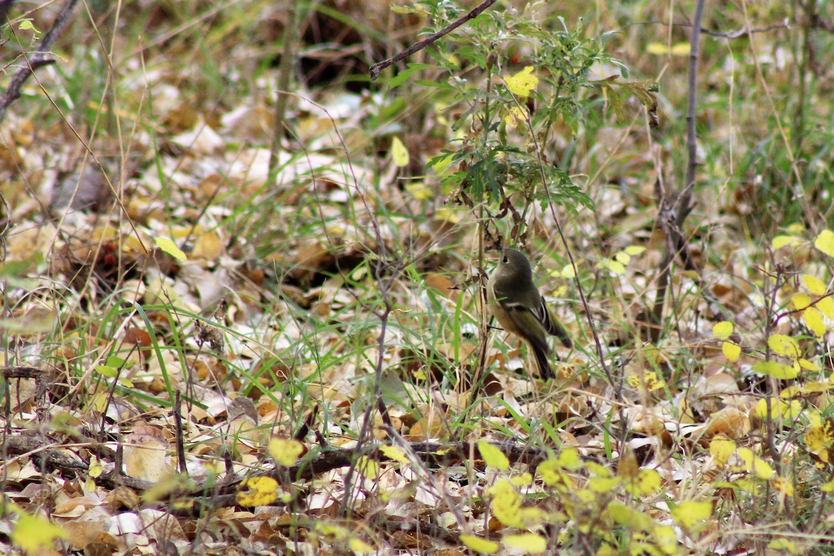 Ruby-crowned Kinglet - David Lerwill