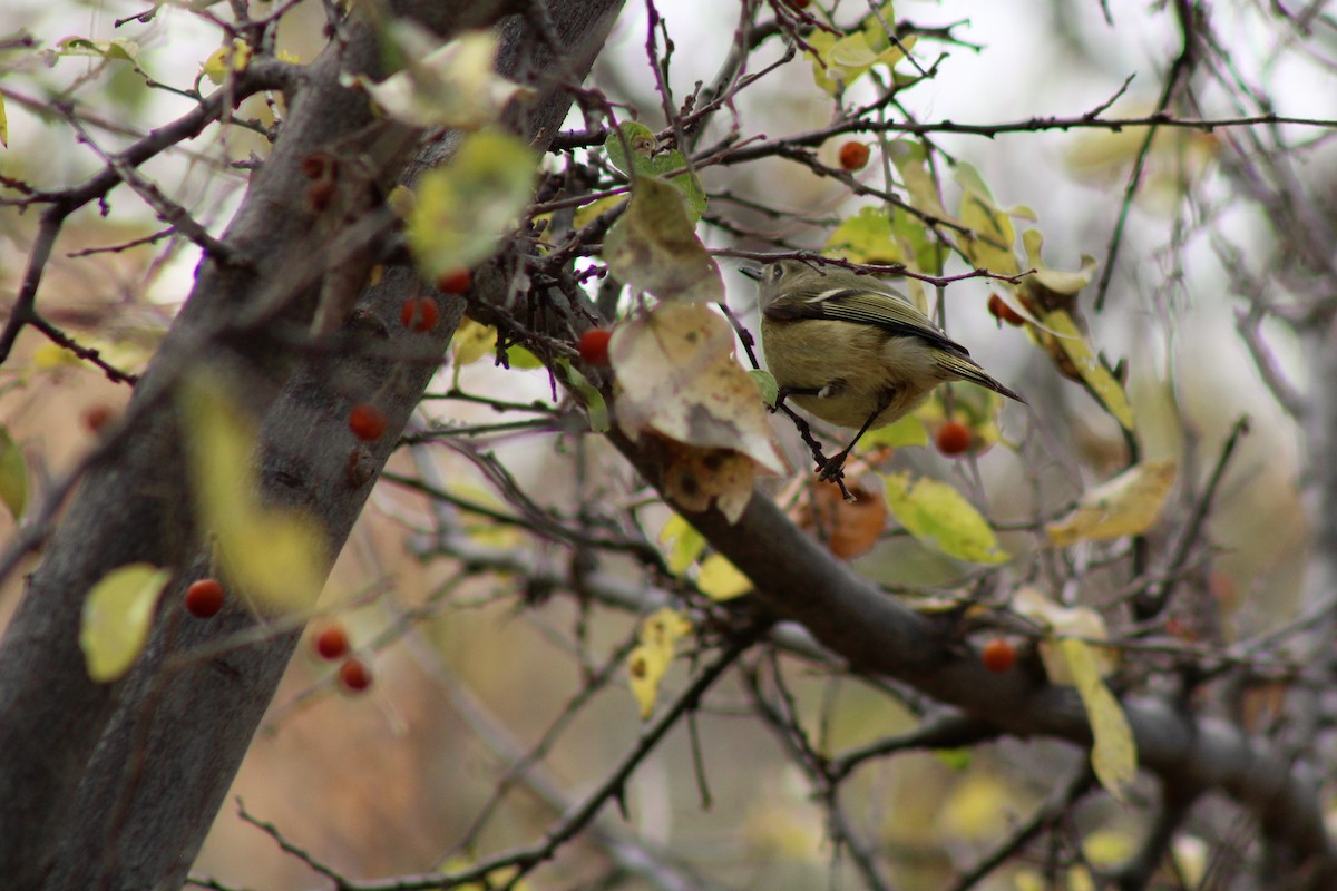 Ruby-crowned Kinglet - David Lerwill