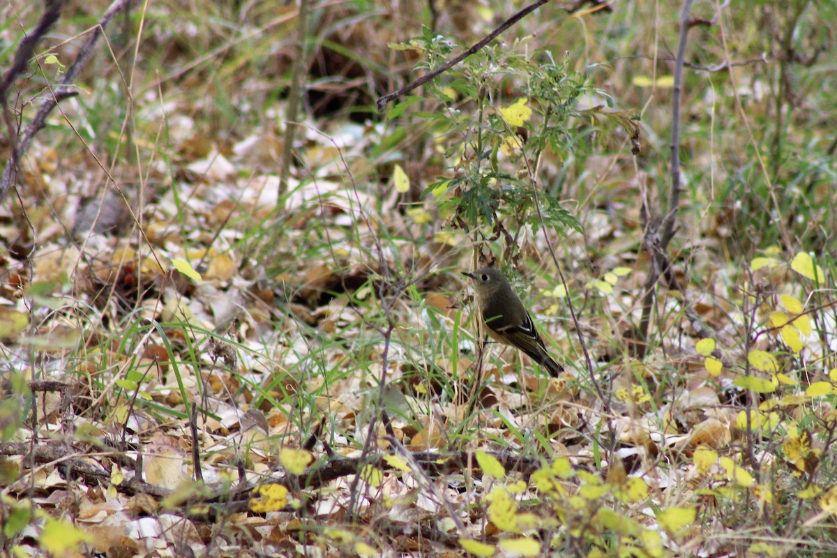 Ruby-crowned Kinglet - David Lerwill