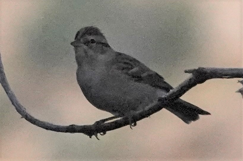 Chipping Sparrow - Chuck Hignite