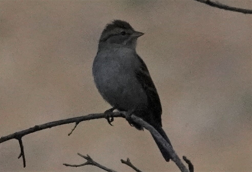 Chipping Sparrow - ML391951141