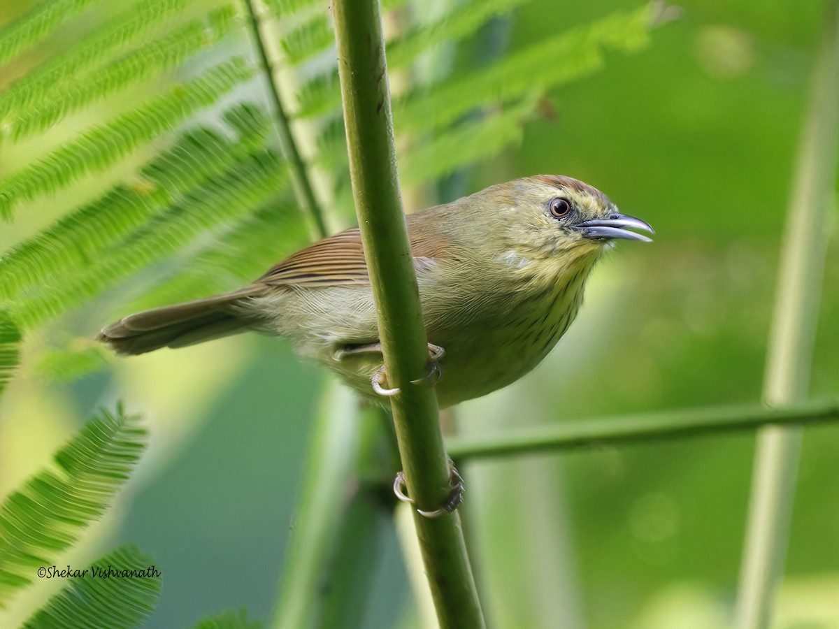 Pin-striped Tit-Babbler - ML391952441