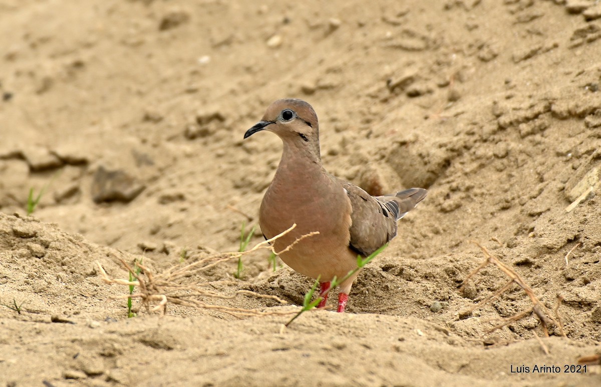 Eared Dove - Luis Arinto