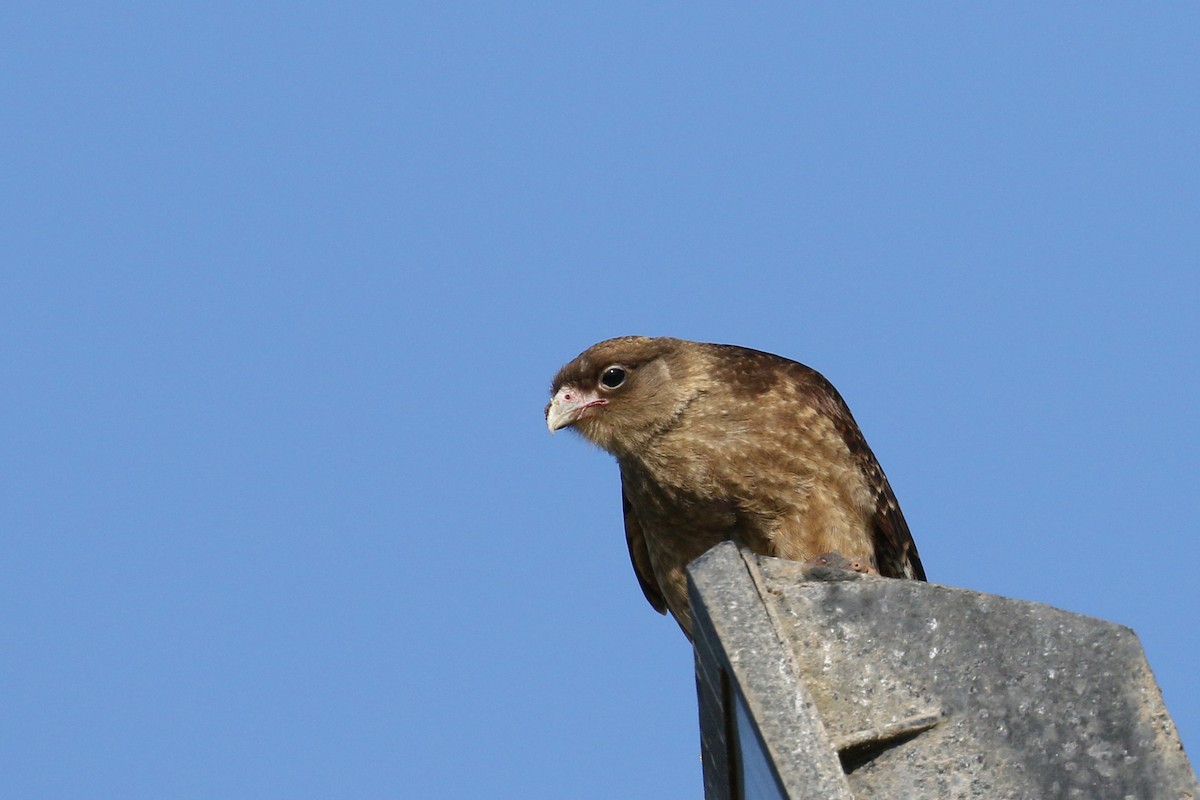 Chimango Caracara - ML391955821