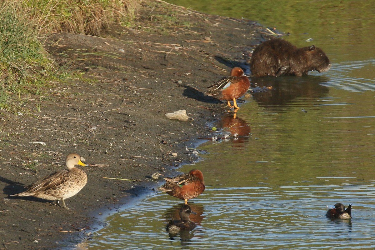 Cinnamon Teal - ML391955881