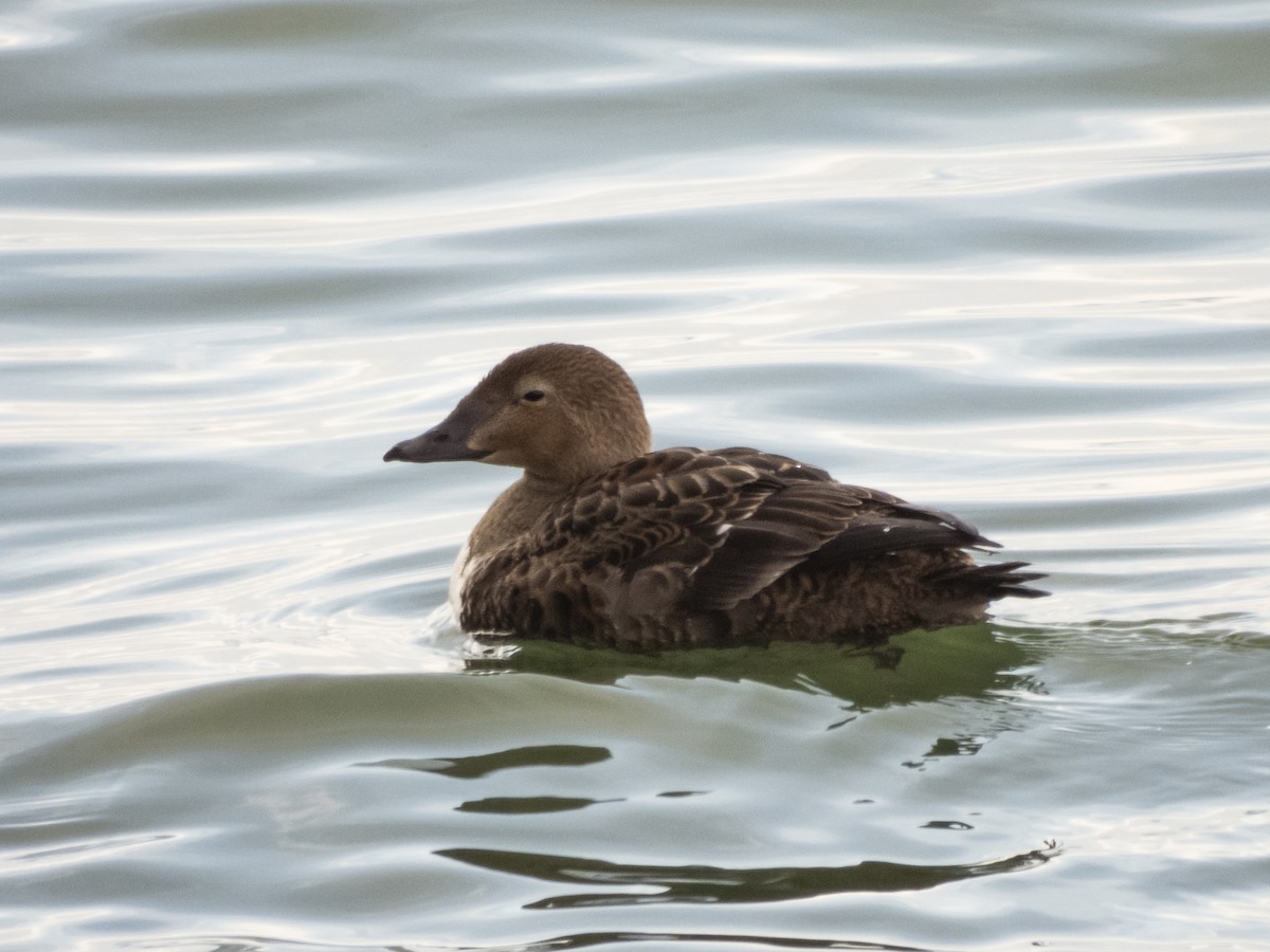 Eider à tête grise - ML391956811