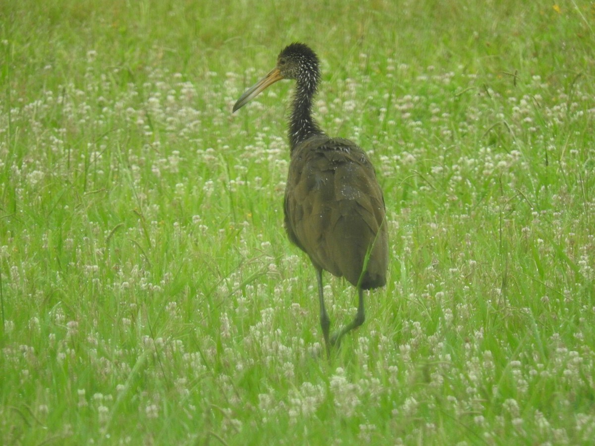 Limpkin - ML391957661