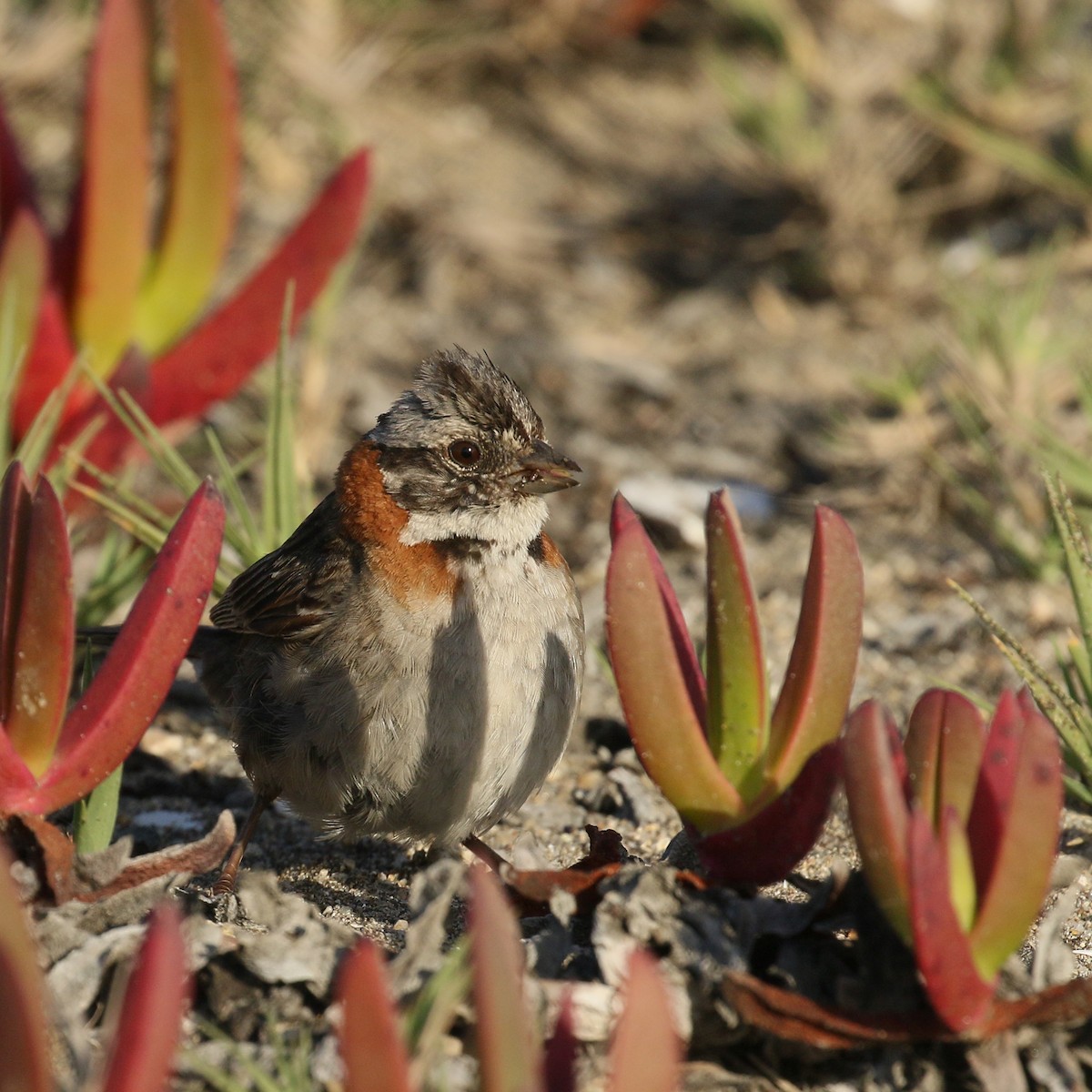 Rufous-collared Sparrow - Jan Andersson