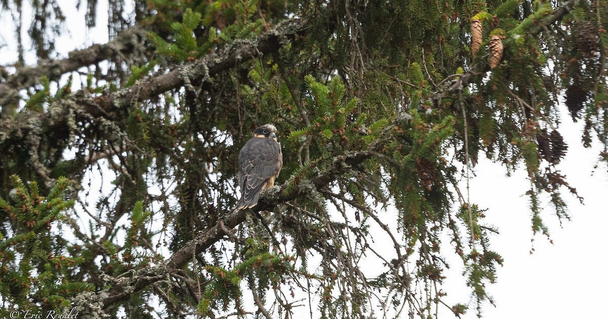 Eurasian Hobby - ML391957991