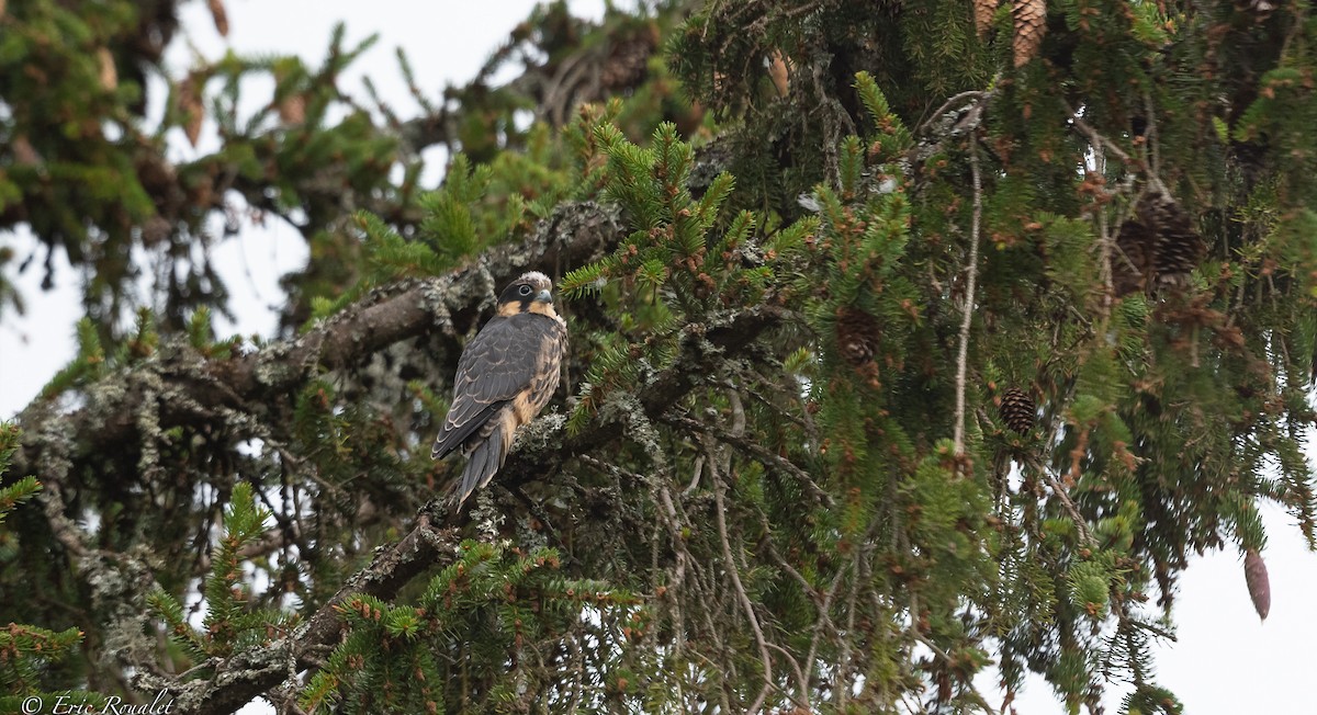 Eurasian Hobby - ML391958071