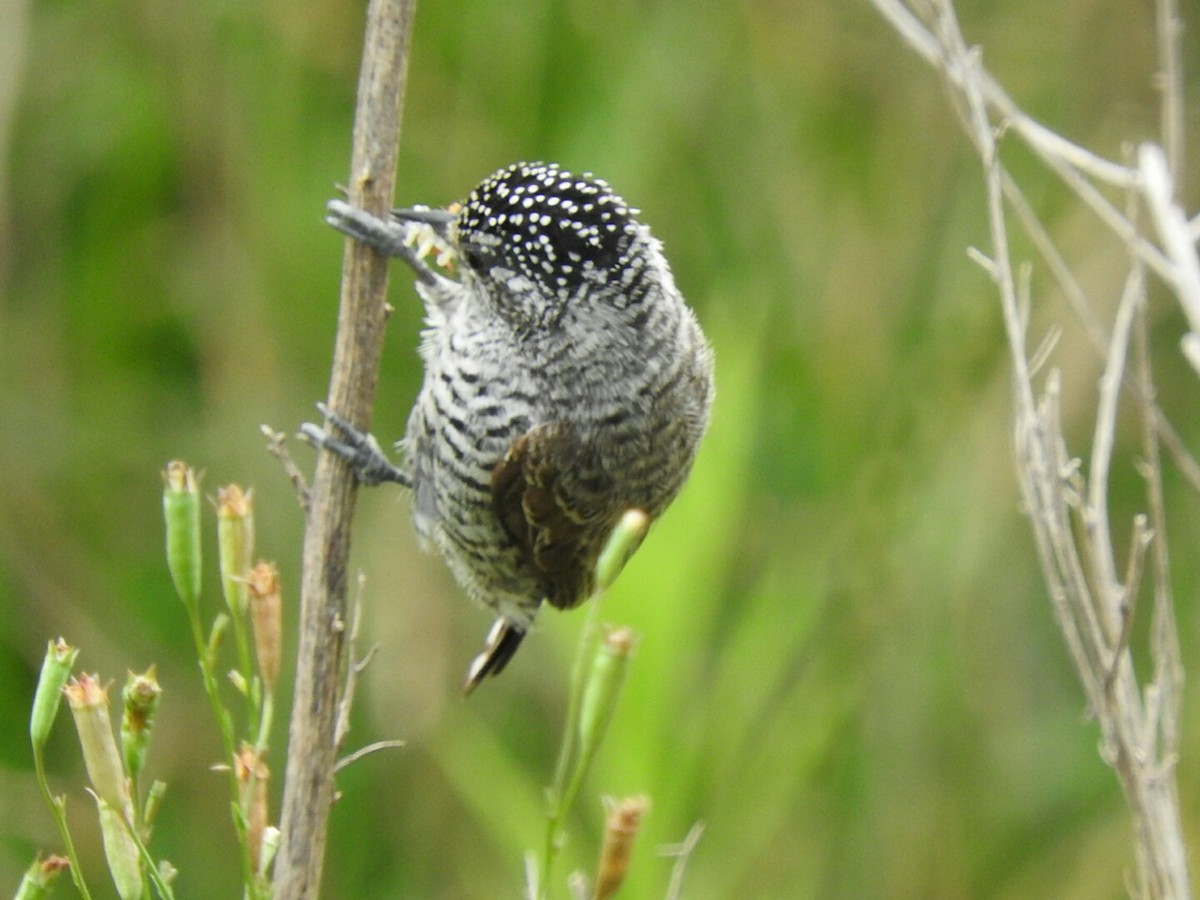 White-barred Piculet - Enrique Chiurla