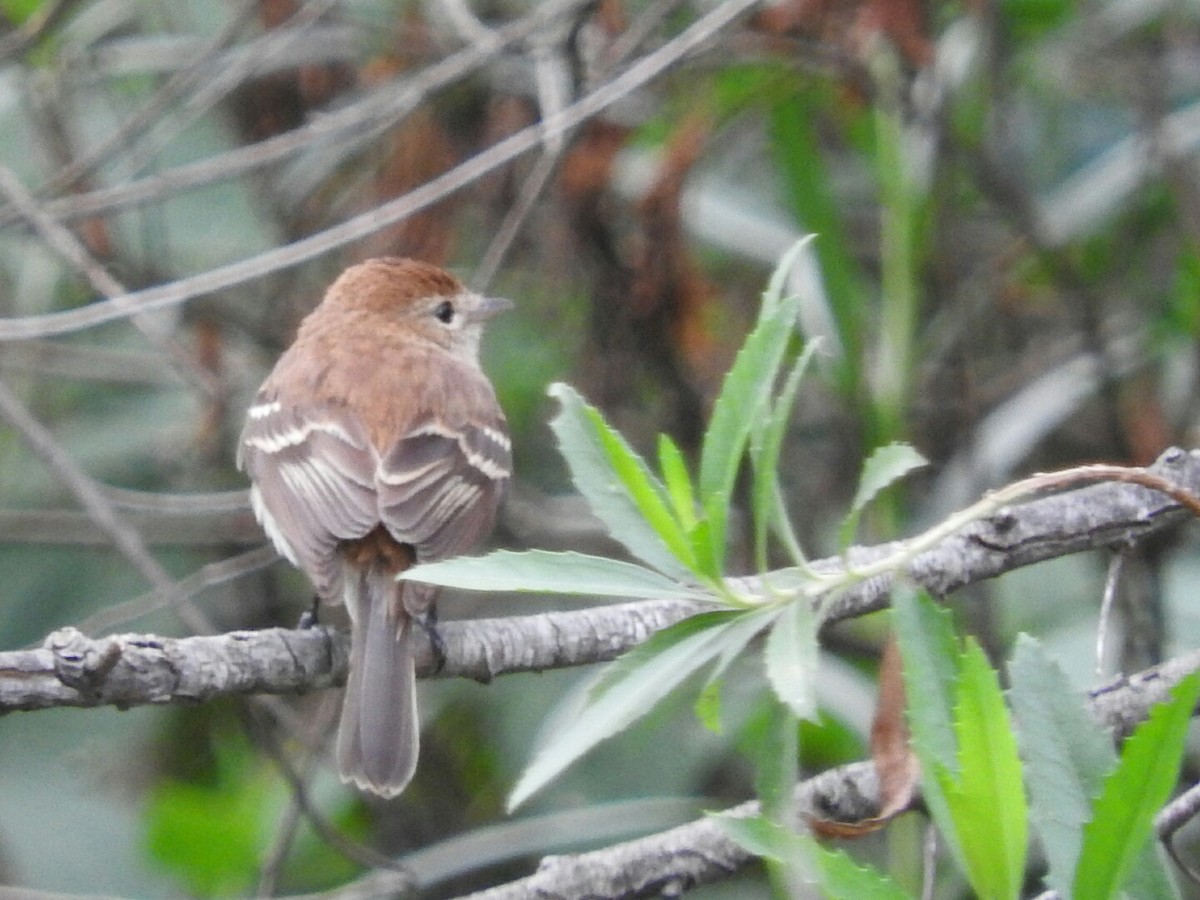 Bran-colored Flycatcher - Enrique Chiurla