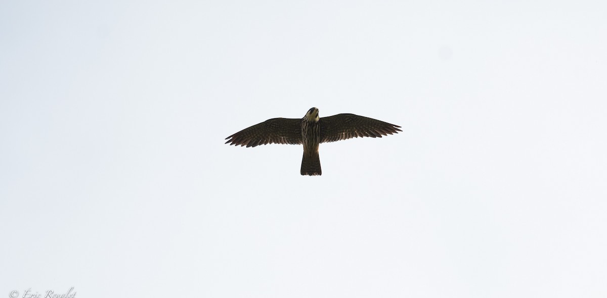 Eurasian Hobby - ML391958491