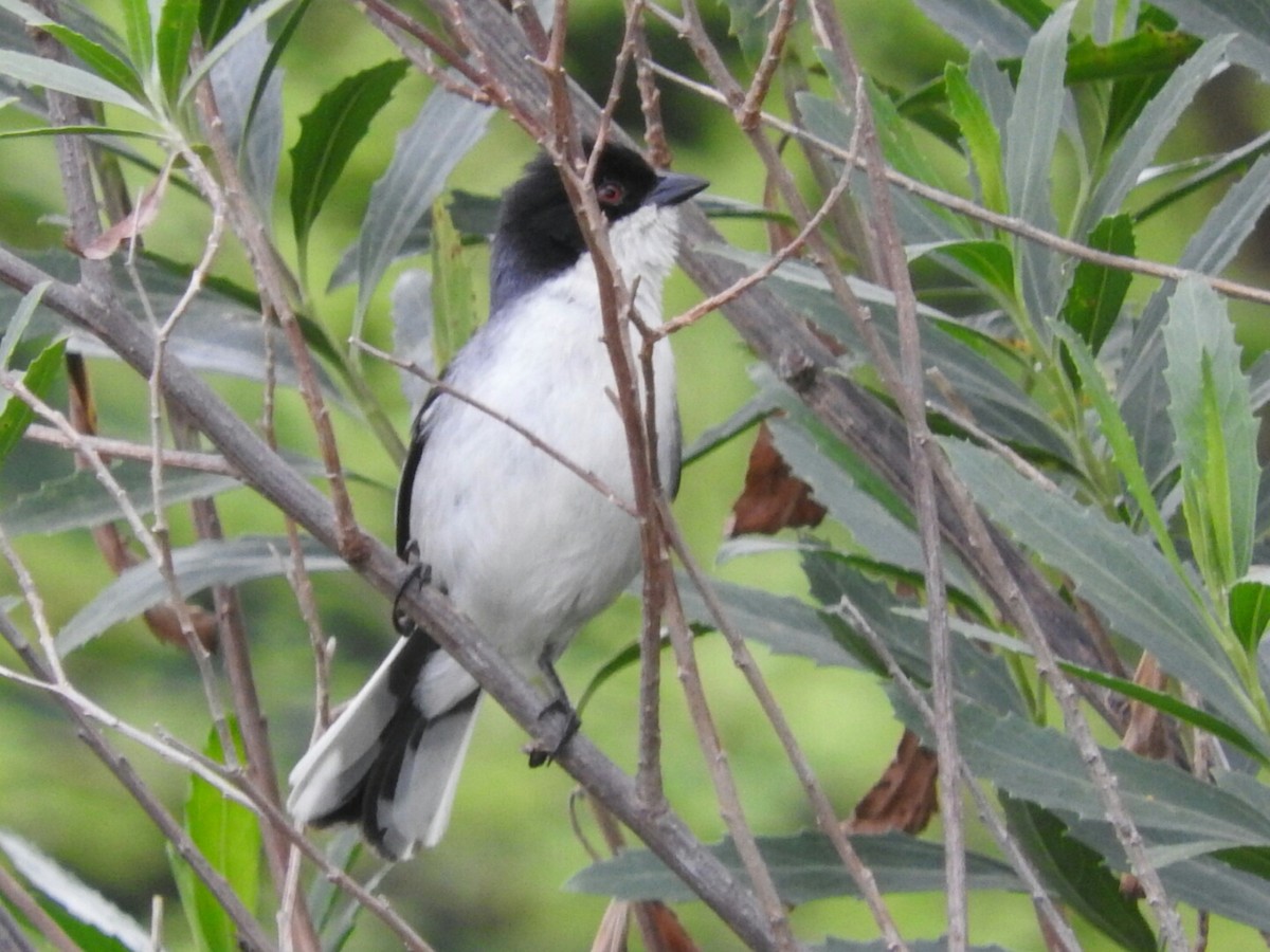 Black-capped Warbling Finch - ML391958551