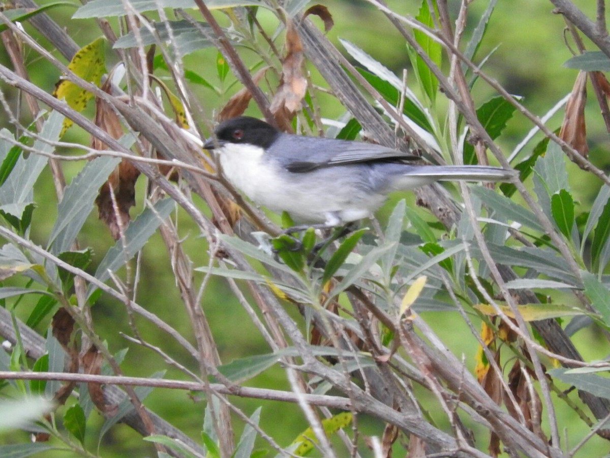 Black-capped Warbling Finch - Enrique Chiurla