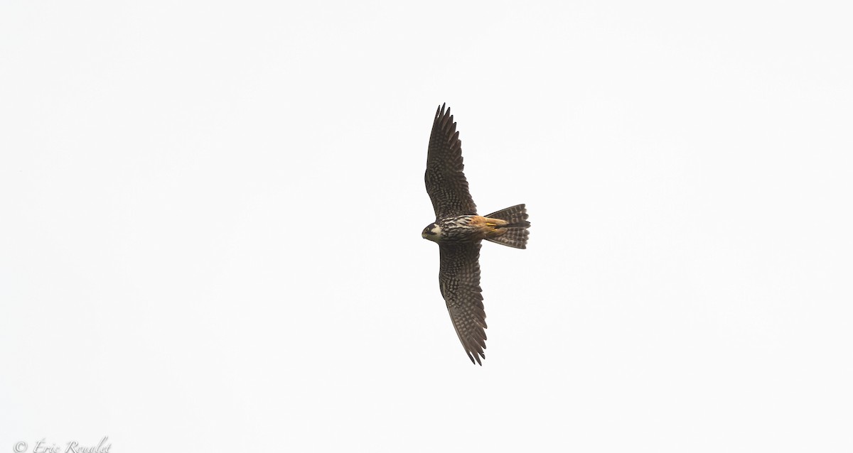 Eurasian Hobby - ML391958641