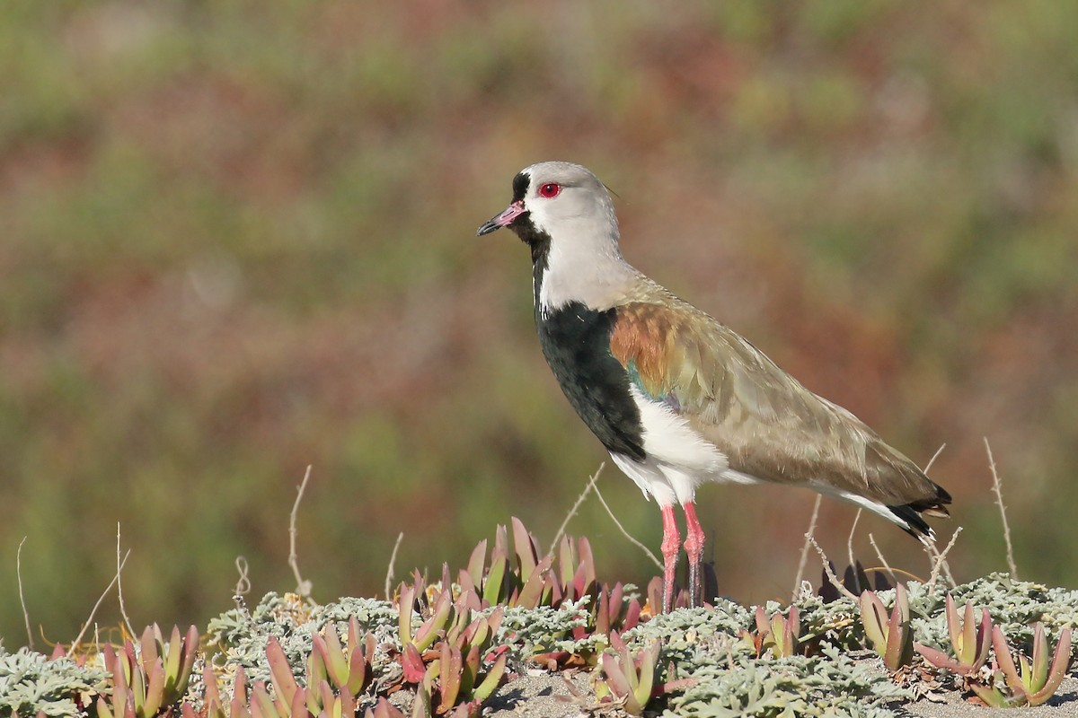 Southern Lapwing - Jan Andersson