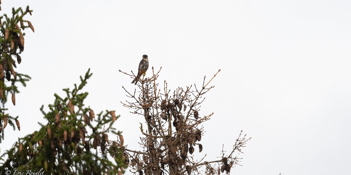 Eurasian Hobby - ML391958731