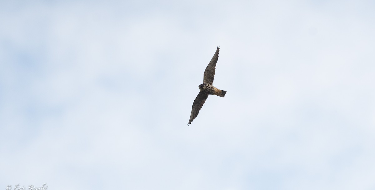 Eurasian Hobby - ML391958871