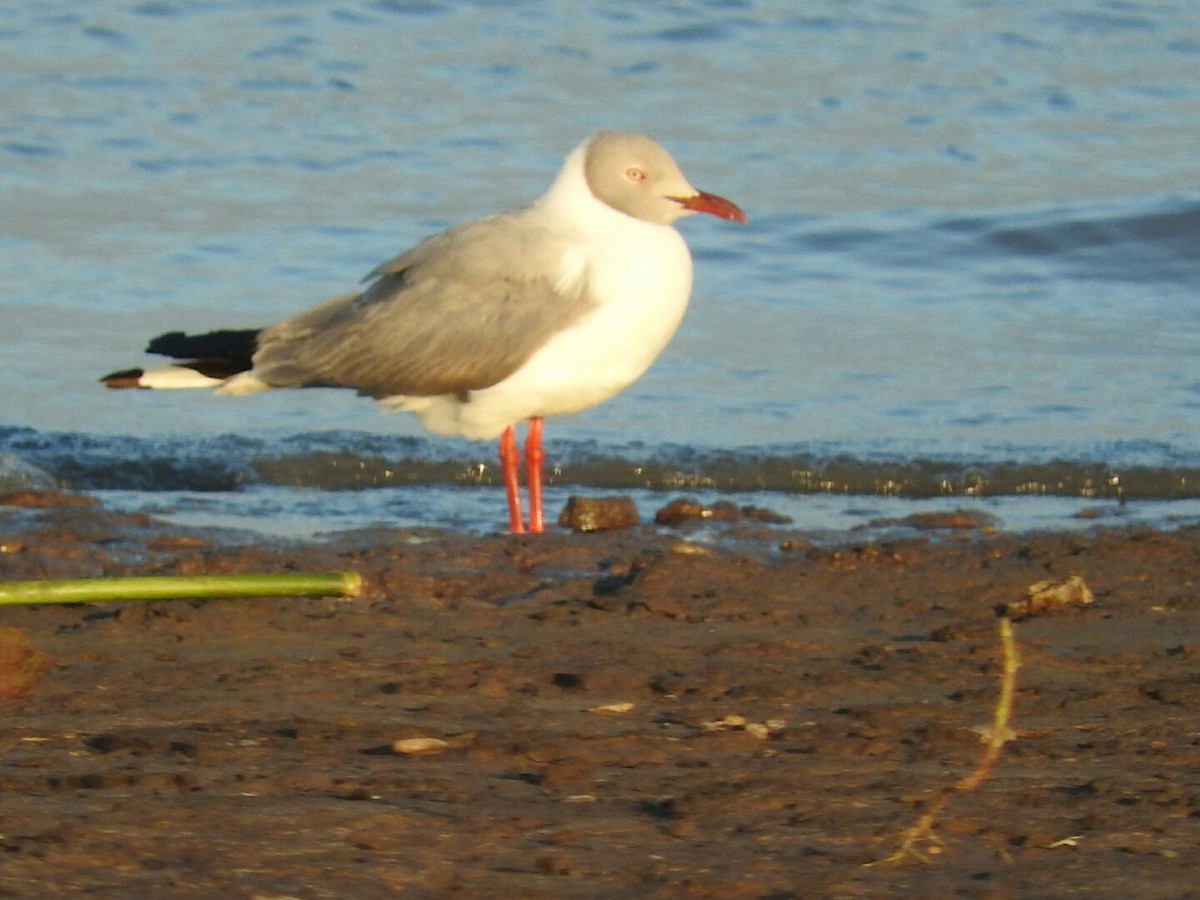 Gray-hooded Gull - ML391960041