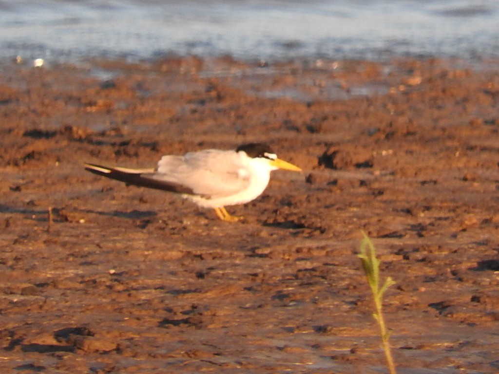 Yellow-billed Tern - ML391960111