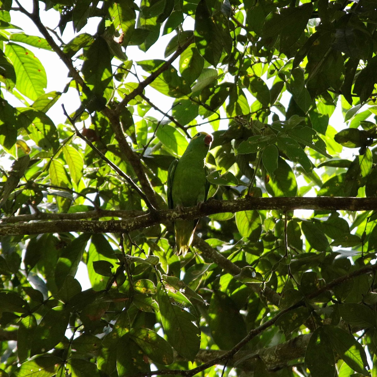 Tui Parakeet - ML391960171